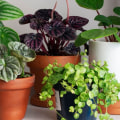 Can indoor plants really improve air quality and enhance home decor?