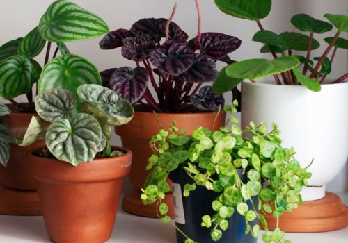 Can indoor plants really improve air quality and enhance home decor?